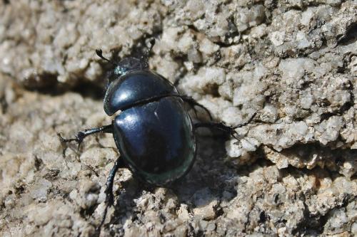 Réf. 237 683 : Trypocopris pyrenaeus